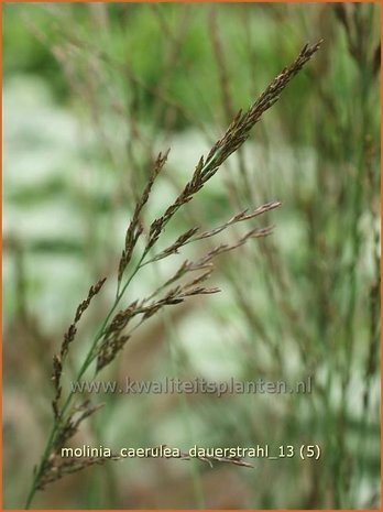 Molinia caerulea 'Dauerstrahl' | Pijpestrootje, Pijpenstrootje