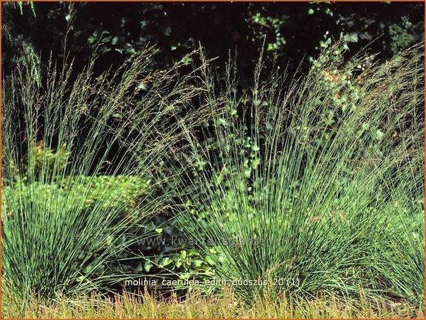 Molinia caerulea 'Edith Dudszus' | Pijpenstrootje | Kleines Pfeifengras | Purple Moorgrass