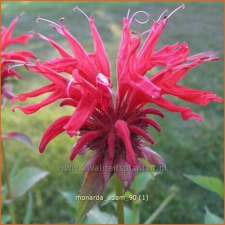 Monarda 'Adam' | Bergamotplant