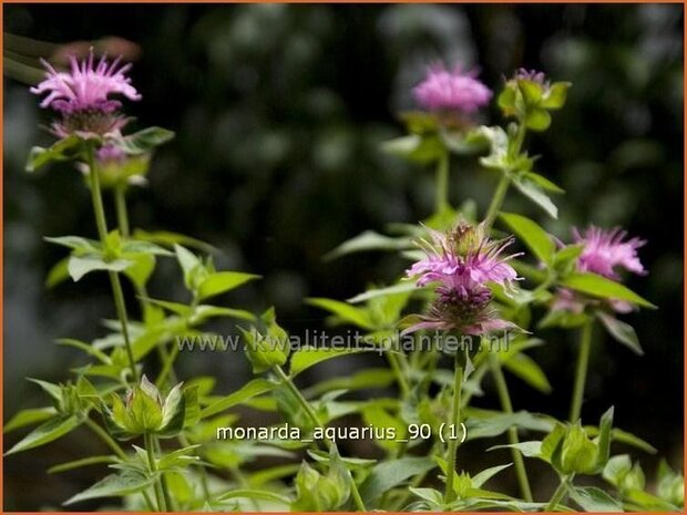 Monarda &#39;Aquarius&#39; | Bergamotplant, Indianennetel | Indianernessel