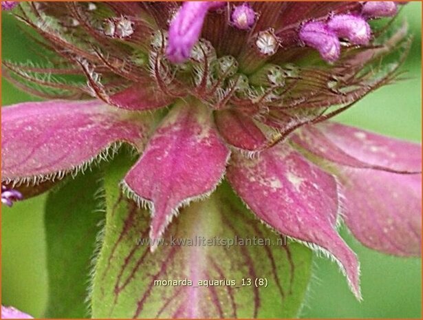 Monarda &#39;Aquarius&#39; | Bergamotplant, Indianennetel | Indianernessel