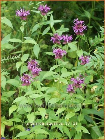 Monarda &#39;Aquarius&#39; | Bergamotplant, Indianennetel | Indianernessel