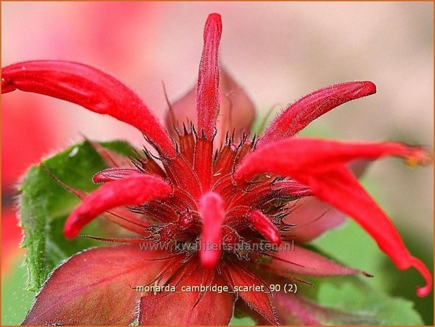 Monarda 'Cambridge Scarlet' | Bergamotplant, Indianennetel | Indianernessel | Beebalm