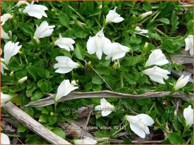 Mazus reptans 'Albus'