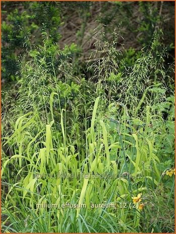 Milium effusum 'Aureum' | Bosgierstgras