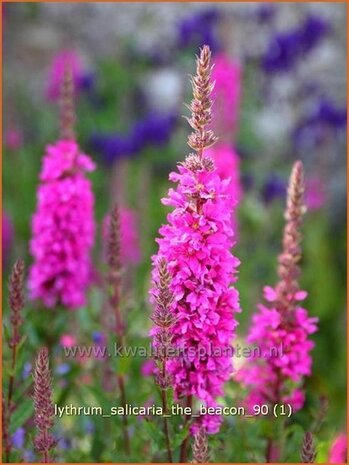 Lythrum salicaria 'The Beacon' | Grote kattenstaart, Kattenstaart | Blutweiderich | Spiked Loosestrife
