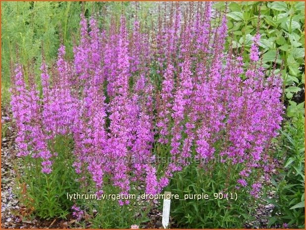 Lythrum virgatum 'Dropmore Purple' | Kattestaart