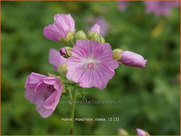 Malva moschata 'Rosea' | Muskuskaasjeskruid