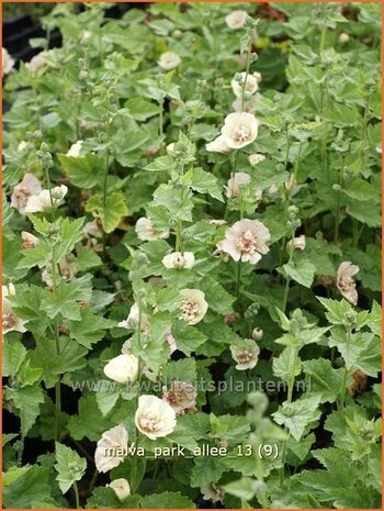 Malva 'Park Allee' | Vaste stokroos, Stokroos | Ausdauernde Stockrose