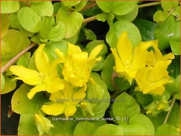 Lysimachia nummularia 'Aurea' | Penningkruid