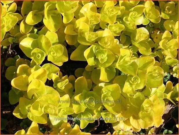 Lysimachia nummularia 'Aurea' | Penningkruid