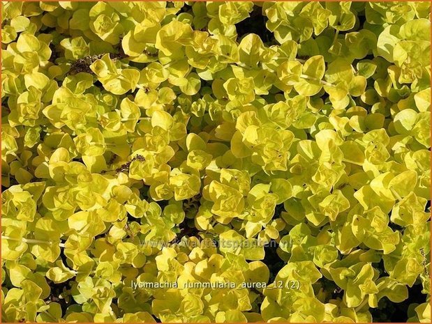 Lysimachia nummularia 'Aurea' | Penningkruid