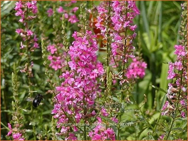 Lythrum salicaria 'Morden Pink' | Kattenstaart | Blutweiderich
