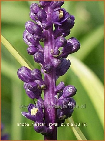 Liriope muscari 'Royal Purple' | Leliegras