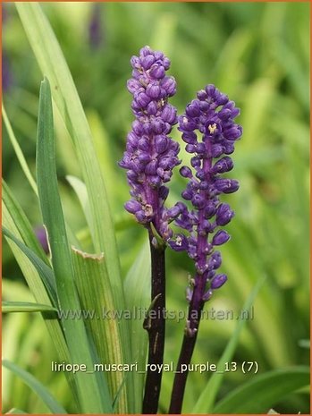 Liriope muscari 'Royal Purple' | Leliegras