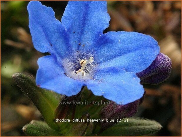Lithodora diffusa 'Heavenly Blue' | Parelzaad, Steenzaad | S&uuml;dlicher Scheinsteinsame