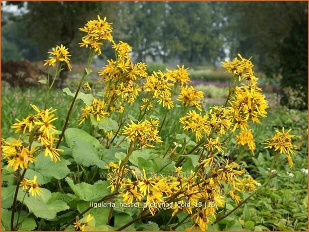 Ligularia hessei 'Gregynog Gold' | Kruiskruid