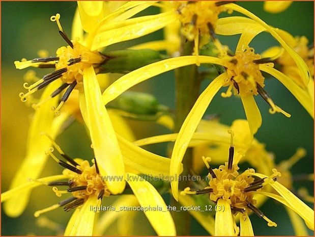 Ligularia stenocephala 'The Rocket' | Kruiskruid | Schmaler Goldkolben