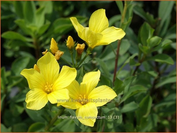 Linum flavum 'Compactum' | Geel vlas