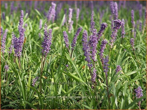 Liriope muscari 'Ingwersen' | Leliegras