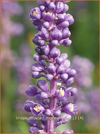 Liriope muscari &#39;Moneymaker&#39; | Leliegras | Lilientraube