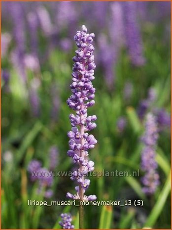 Liriope muscari &#39;Moneymaker&#39; | Leliegras | Lilientraube