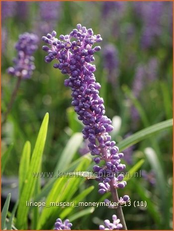 Liriope muscari 'Moneymaker' | Leliegras