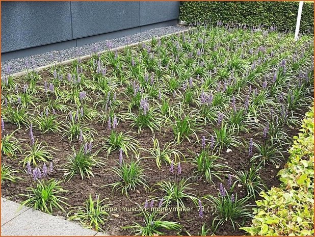 Liriope muscari 'Moneymaker' | Leliegras