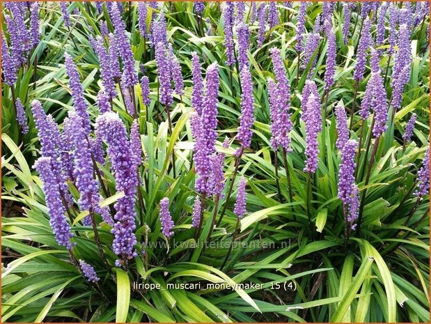 Liriope muscari 'Moneymaker' | Leliegras