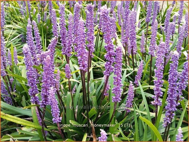 Liriope muscari 'Moneymaker' | Leliegras