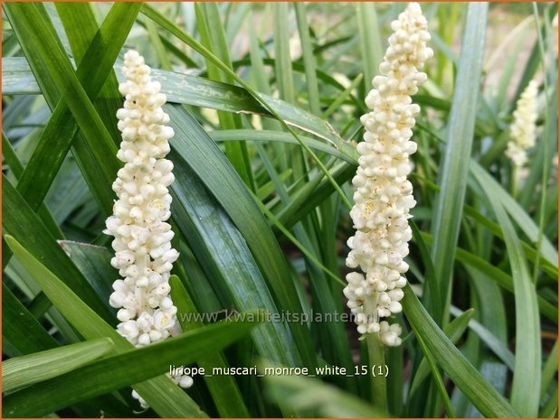 Liriope muscari 'Monroe White' | Leliegras