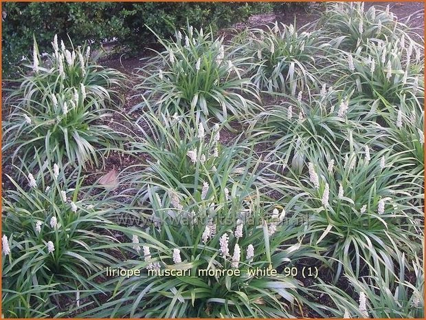 Liriope muscari 'Monroe White' | Leliegras