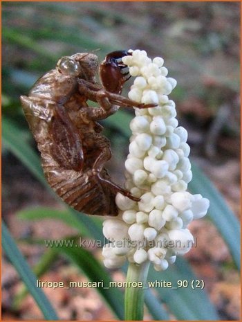 Liriope muscari 'Monroe White' | Leliegras