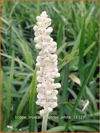 Liriope muscari 'Monroe White' | Leliegras