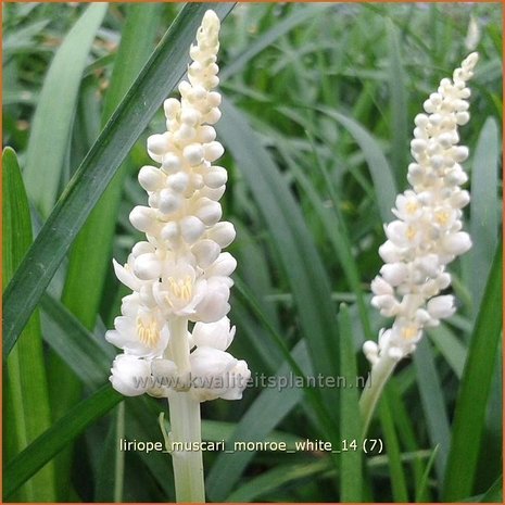 Liriope muscari 'Monroe White' | Leliegras