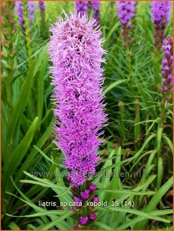 Liatris spicata 'Kobold' | Prachtschaarde, Knopige slangenwortel