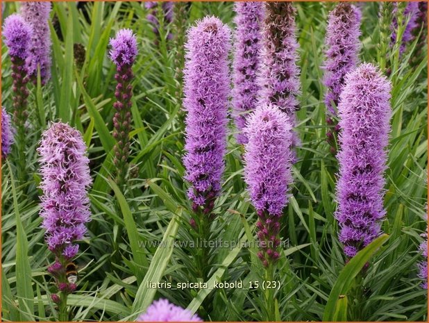 Liatris spicata 'Kobold' | Prachtschaarde, Knopige slangenwortel