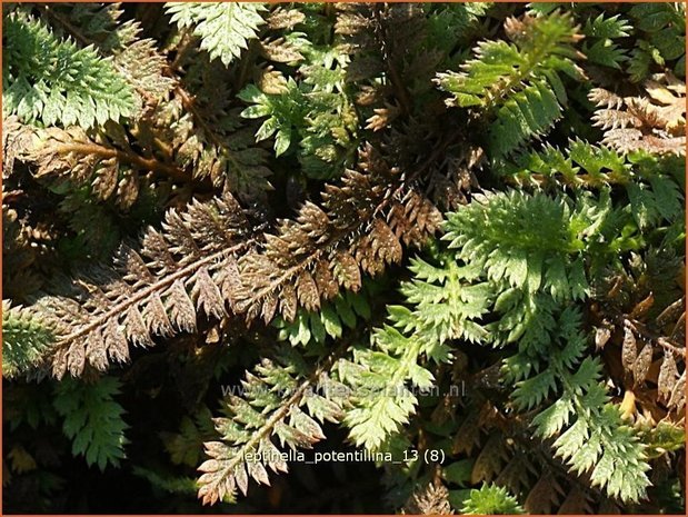 Leptinella potentillina | Koperknoopje