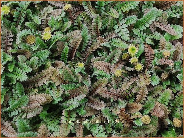 Leptinella potentillina | Koperknoopje