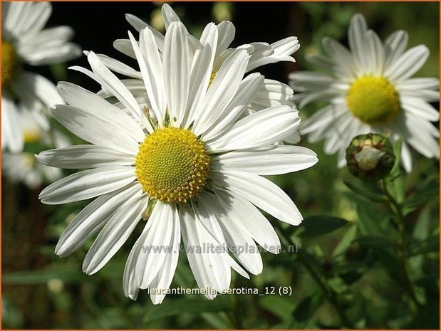 Leucanthemella serotina | Herfstmargriet