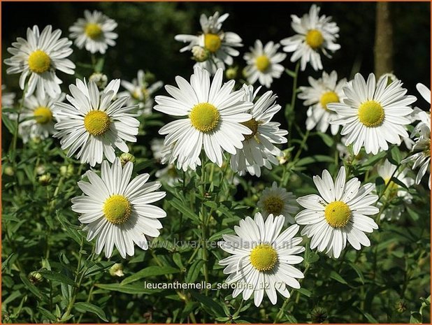 Leucanthemella serotina | Herfstmargriet