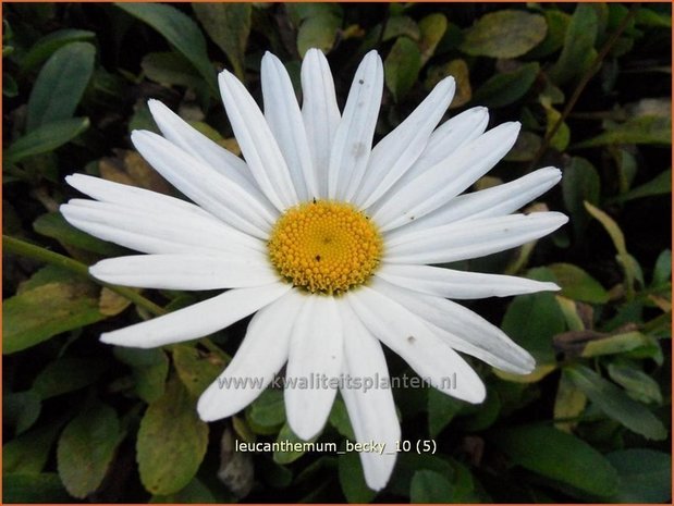 Leucanthemum 'Becky' | Margriet