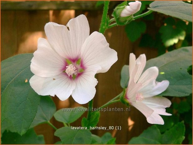 Lavatera 'Barnsley' | Malva, Struikmalva