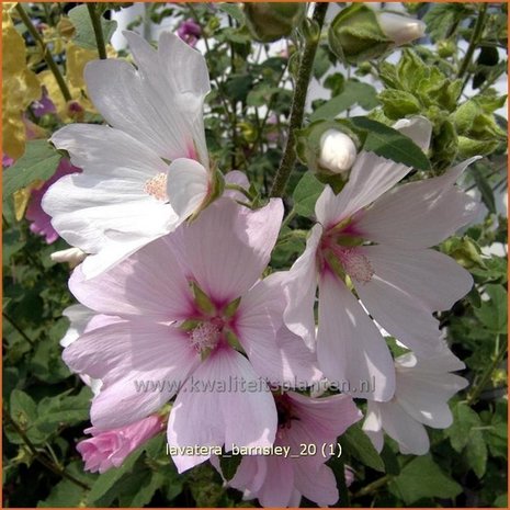 Lavatera 'Barnsley' | Malva, Struikmalva