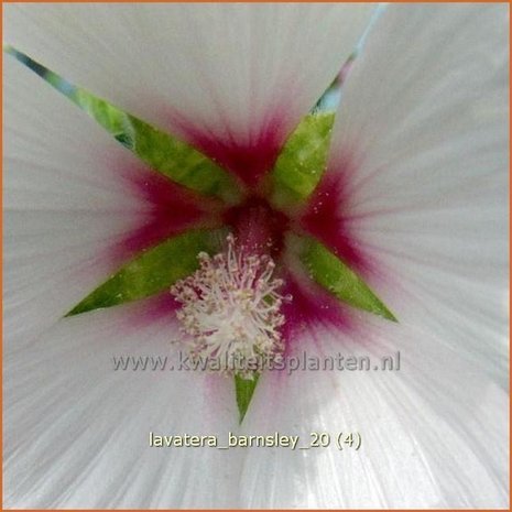 Lavatera 'Barnsley' | Malva, Struikmalva