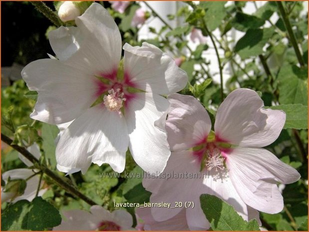 Lavatera 'Barnsley' | Malva, Struikmalva