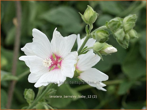 Lavatera 'Barnsley Baby' | Malva, Struikmalva
