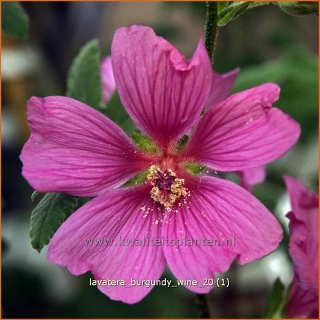 Lavatera 'Burgundy Wine' | Malva, Struikmalva