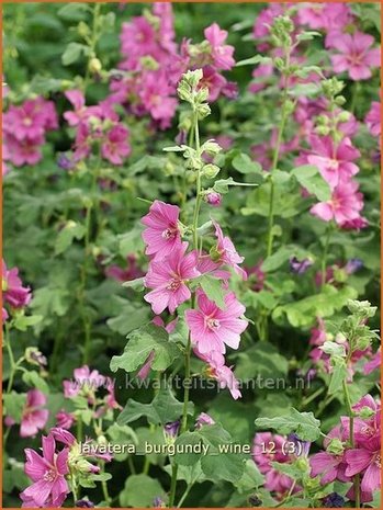 Lavatera 'Burgundy Wine' | Malva, Struikmalva