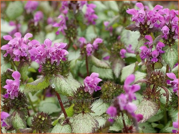 Lamium maculatum 'Beacon Silver' | Dovenetel